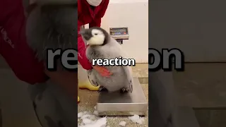 CAN YOU RELATE to this PENGUIN 😱 | Wholesome Moments