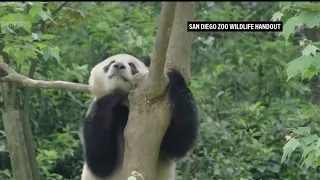 Par de osos llegarán al zoológico de San Diego