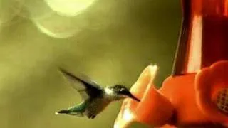 High Speed Video - Flying Hummingbird