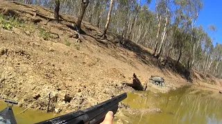 Hunting around billabongs with the shotgun blasting pigs/hogs. Lockdown classic series.