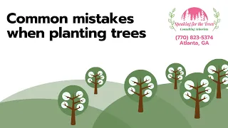 Common mistakes when planting trees