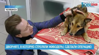 Дворняге, в которую стреляли живодеры, сделали операцию