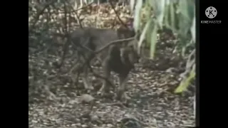 Male Asiatic lion hunting a goat