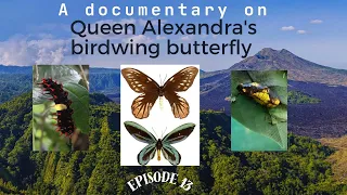 A Small Documentary on the Largest Butterfly in the World (Queen Alexandra's birdwing butterfly 🦋)