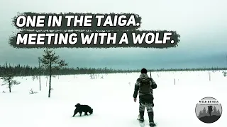 Wild Russia/One in the taiga/Meeting with the wolf