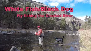 White Fish/Black Dog, fly fishing on the Crooked River