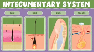 Integumentary System: What It Is, Function & Organs - Video for Kids