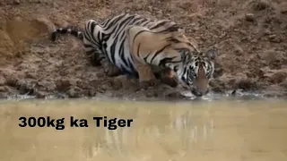 300 kg ka Tiger attack - Chora Gate Safari TATR | Tadoba - Let's go vlogs & lifestyle