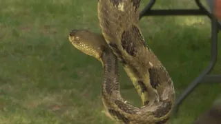 Rattlesnake Roundup | Eyewitness News