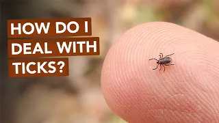 How Do I Deal With Ticks?