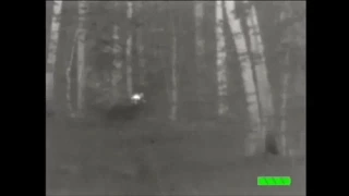 The first ever thermal image of Bigfoot recorded by B.F.R.O..