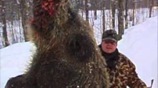 Giant Russian Boar - Wild Boar On the Snow Pack of Northern Michigan