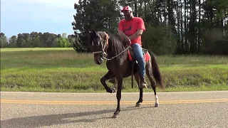 Standardbred Tennessee Walker Cross of Little River Riders (Mr. Williams)