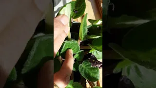 Leaf propagation: African violet.Counting plants in a pot...