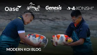 Modern Koi Blog #6223 - Live aus Japan.  Die Top Sansai Ikeage Naturteich Hongou