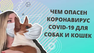 Опасен ли коронавирус COVID-19 для собак и кошек? Чем занятся на карантине со своим питомцем?