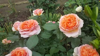 Розы: Chippendale и Anny Duperey