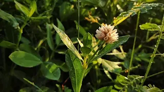 Morning sun | nature cinematic