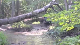 2008 Grizzly 700 with 27 inch zillas mudding