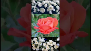 Филипп Киркоров - Немного жаль ❤️🌹❤️🌹❤️🌹❤️🌹❤️🌹