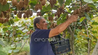 Kivi shqiptar, në Vlorë fermerët po kultivojnë kultura të reja bujqësore