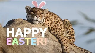 BIG CAT Easter Egg HUNT!