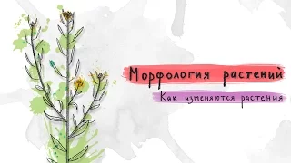 2. Как изменяются растения. Морфология растений  - 5 - 6 класс