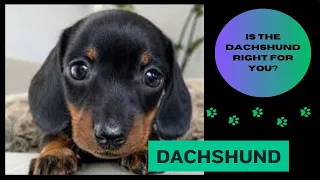 Dachshund. Is this the puppy for you?