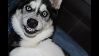 Funniest Husky Videos | Funny And Cute Dog Videos Compilation