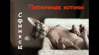 Пятничные котики/подборка с котами/сфинксы