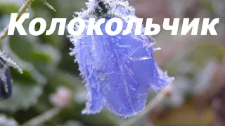 Красивая песня - КОЛОКОЛЬЧИК