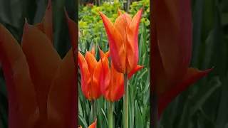 Tired of tulips that 'disappear' year on year? This tulip comes back and spreads reliably...