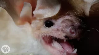 These Whispering, Walking Bats Are Onto Something | Deep Look