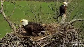 Decorah North 5-1-24 Mr North arrives with nesting