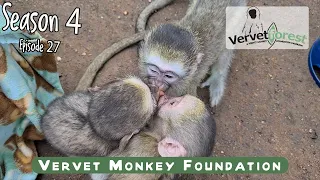 Yes another baby orphan monkey arrives – meet April, Baby monkey Okoye joins friends.