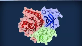 Biochimica strutturale - Proteine ed enzimi