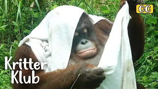 Melting In Heat🌡🔥? Watch Orangutan Jennie Beating The Heat 😎 | Kritter Klub
