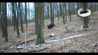 Wild boar driven hunting fever in Slovakia in december! 110kg tusker down!