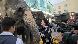 Симферопольцы стали свидетелями необычного зрелища - в город вышли настоящие слоны