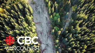 What are the lasting effects of B.C.’s  logging?