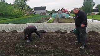 Садимо Помідори у відкритий грунт. Вирощування томатів різних сортів