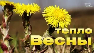 «ТЕПЛО ВЕСНЫ» Очень красивая, легкая 🌼  Приятная для души МУЗЫКА