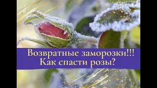 Возвратные заморозки!  Как спасти розы?