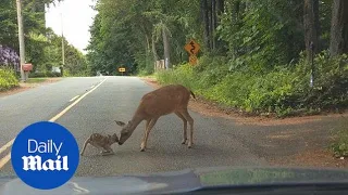 C'mon, Bambi! Mama deer rescues fawn frozen in fear on road