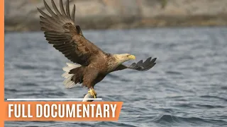 Wildlife in Germany's lakes | Full Documentary