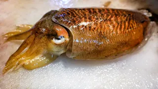 Making Cuttlefish Sashimi  / Amazing cuttlefish fillet master, Sliced raw cuttlefish , 갑오징어 손질,남선수산