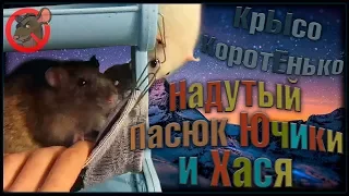 Надутый пасюк Ючики, с женой Хасей. (Wild Rats | Дикие Крысы)