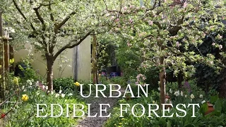 Urban Edible Forest
