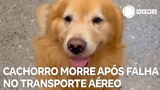 Cachorro morre após falha no transporte aéreo