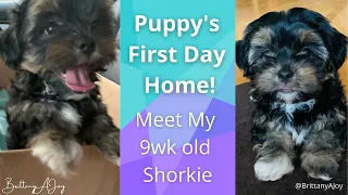 Puppy's First Day Home | Meet My 9 week old Shorkie, Kona! Cuteness Overload!!